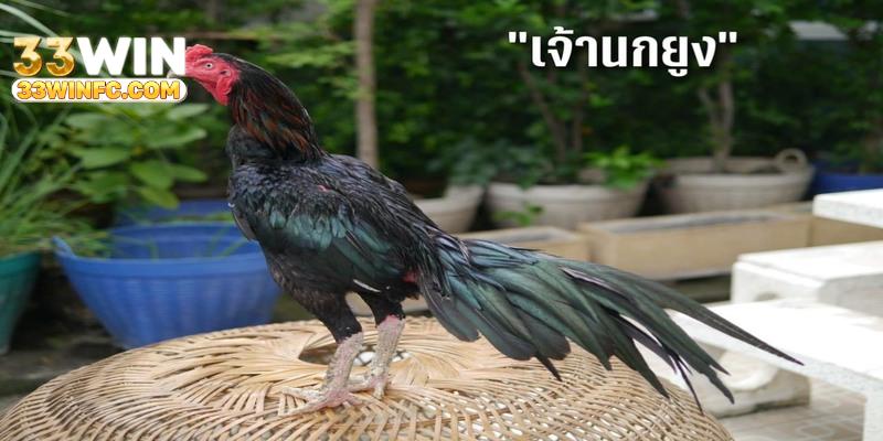 đá gà thái lan