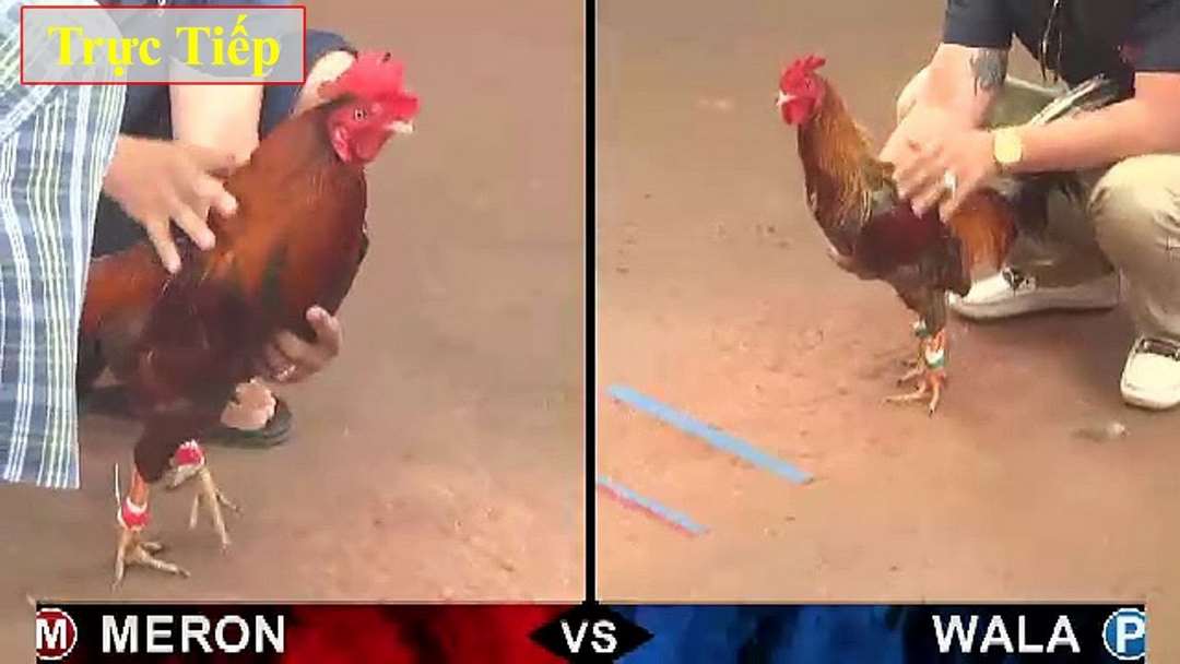 Các trận đá gà hấp dẫn