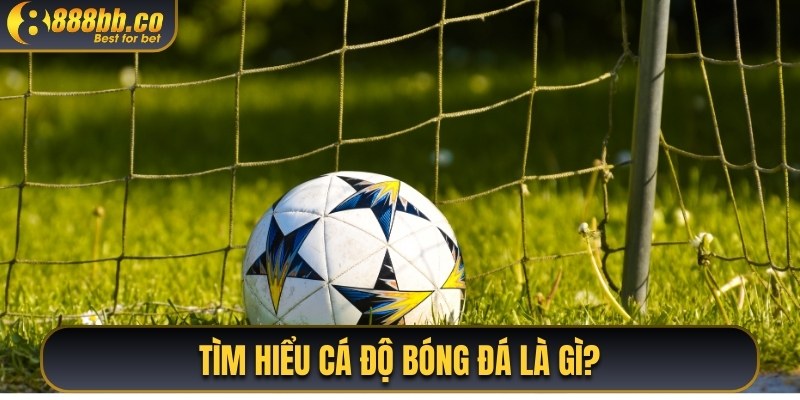 Tìm Hiểu Cá Độ Bóng Đá Là Gì?