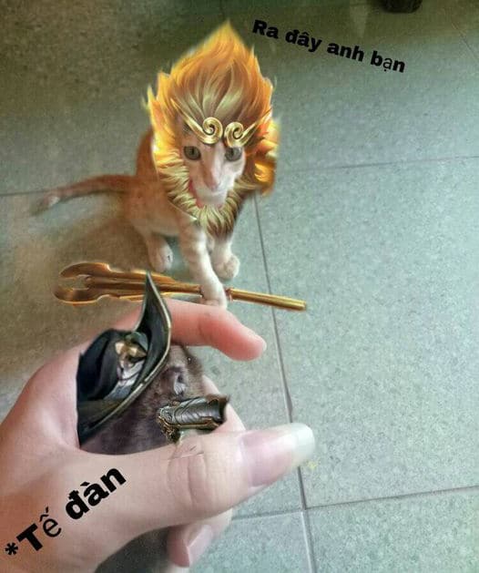 Hình mèo Liên Quân Ngộ Không đẹp nhất