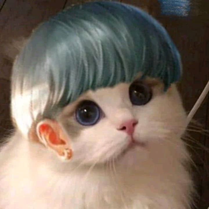 Mèo Liên Quân Enzo