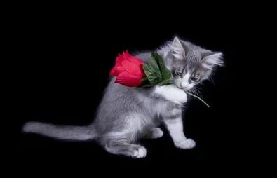 Ảnh Chế Con Mèo Tặng Hoa Siêu Cute