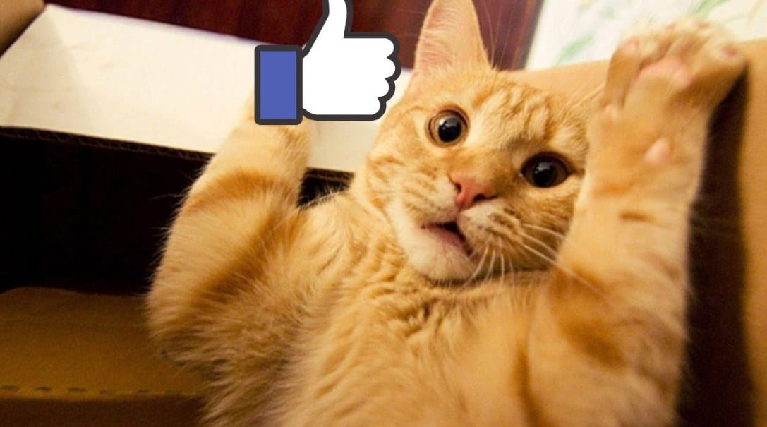 Ảnh Chế Con Mèo Thả Like Hài