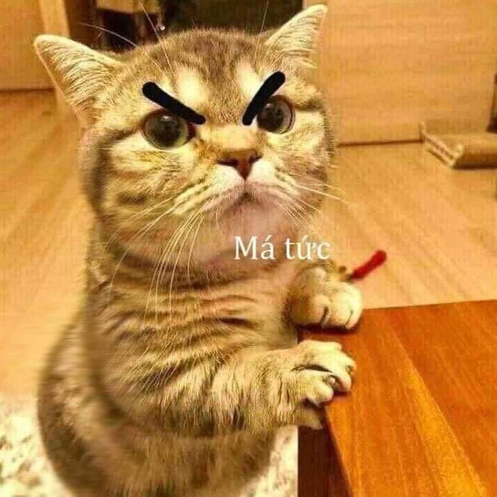 Ảnh Chế Mèo Bựa Dễ Thương