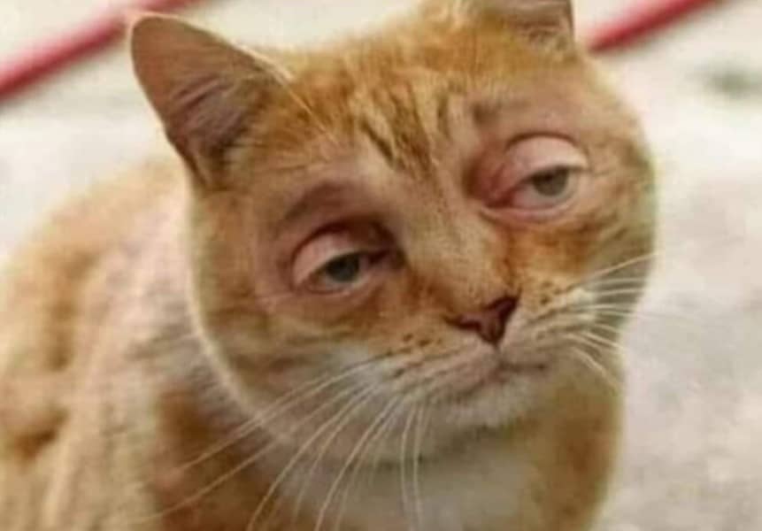 Ảnh Chế Mèo Mất Ngủ Hài Hước