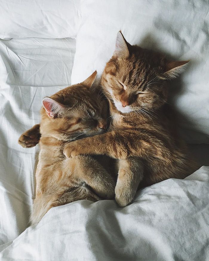 Ảnh Hai Chú Mèo Ôm Nhau Ngủ
