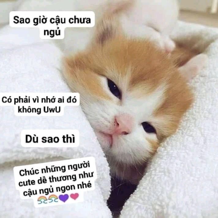Ảnh Mèo Chúc Ngủ Ngon