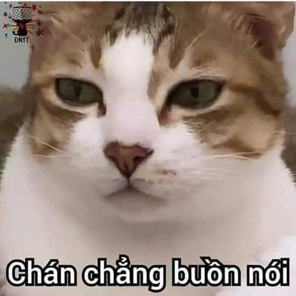 Anh Meo Gian Doi Bua