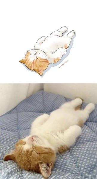 Ảnh Mèo Nằm Ngủ Đáng Yêu