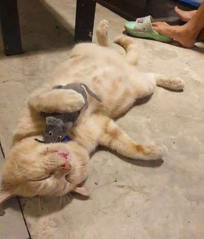 Ảnh Mèo Ngủ Nằm Ngửa Dễ Thương