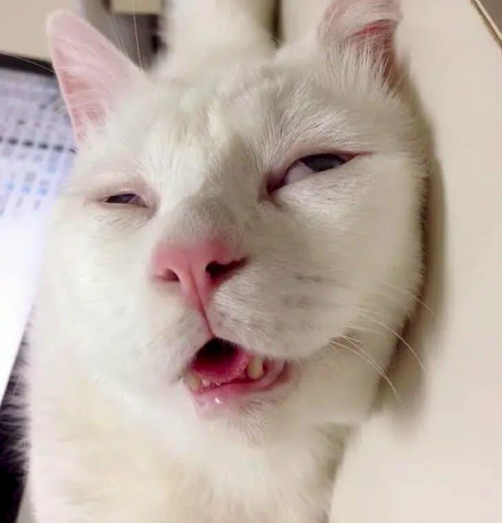 Ảnh Mèo Ngủ Ngon Hài Hước