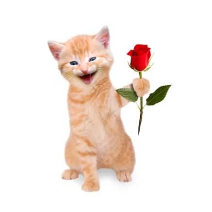Ảnh Mèo Tặng Hoa Cực Đáng Yêu