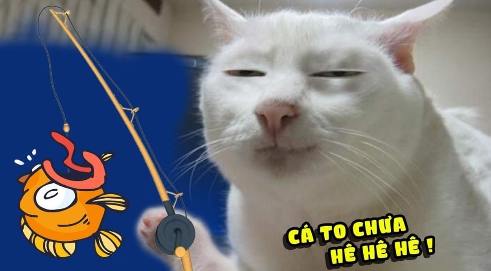 Ảnh mèo bựa ngố