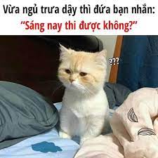 Chế mèo mới ngủ dậy