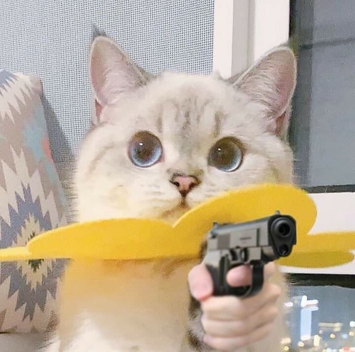 Chú Mèo Cầm Súng Cute