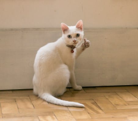 Chú Mèo Giơ Tay Like