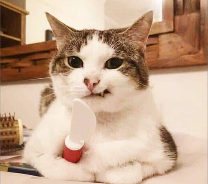 Chú Mèo Hài Hước Cute