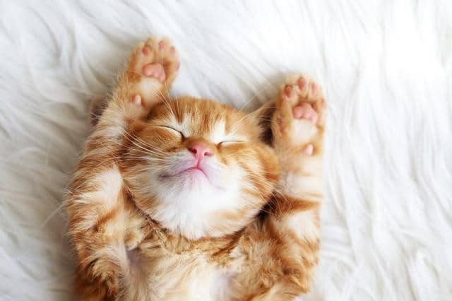 Chú Mèo Ngủ Cute