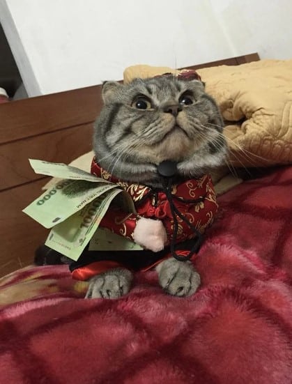 Chú Mèo Ôm Tiền