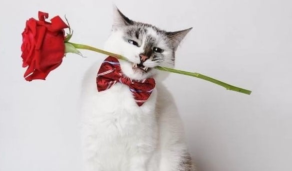 Chú Mèo Tặng Hoa Dễ Thương, Đáng yêu