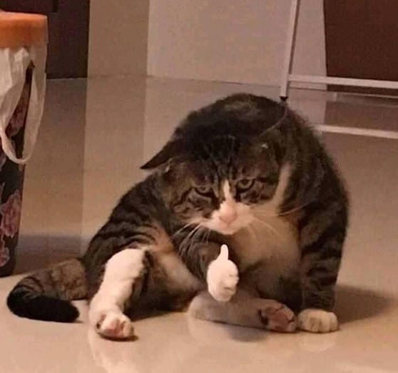 Chú Mèo Thả Like Ngộ Nghĩnh