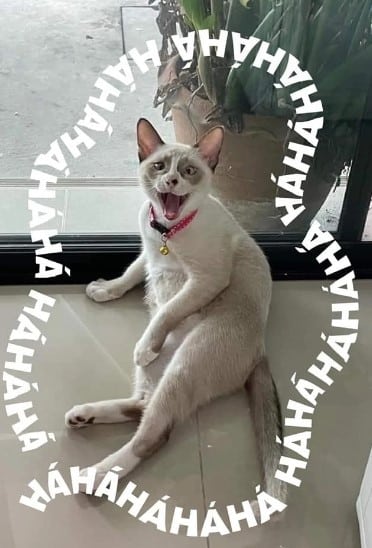 Chú mèo cười há há