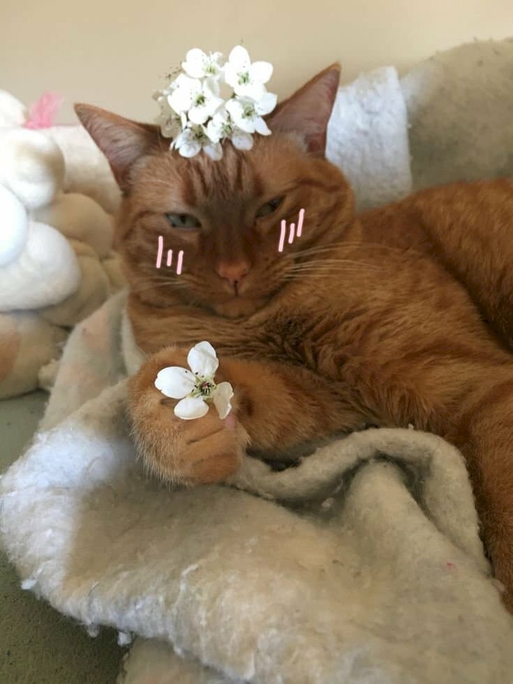 Con Mèo Tặng Hoa Bá Đạo