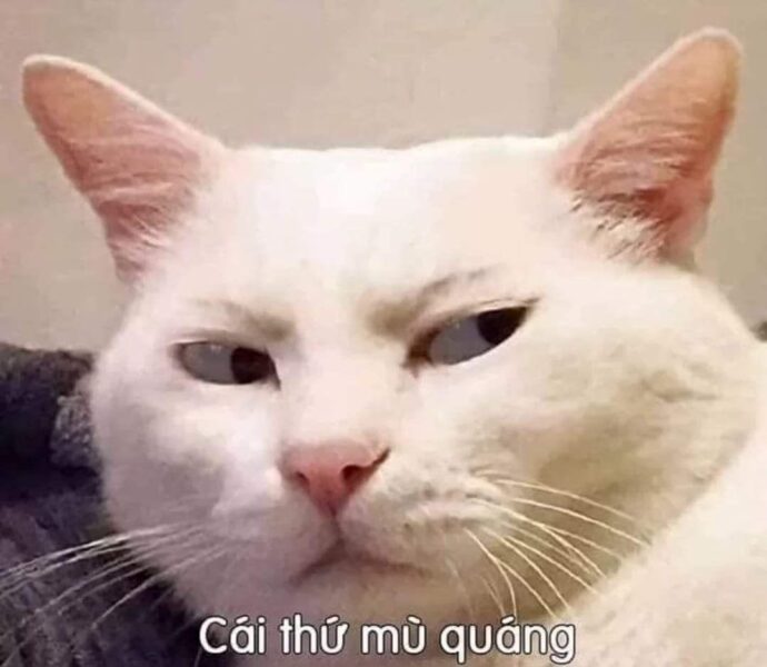 Cuoi deu khinh bi