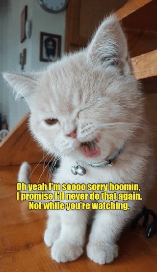 Hình Ảnh Chế Con Mèo Xin Lỗi Vui