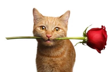 Hình Ảnh Chú Mèo Tặng Hoa Đẹp