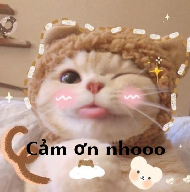 Hình Ảnh Mèo Cảm Ơn Cute