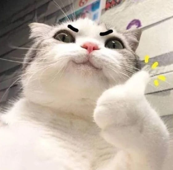 Hình Ảnh Mèo Like Đẹp