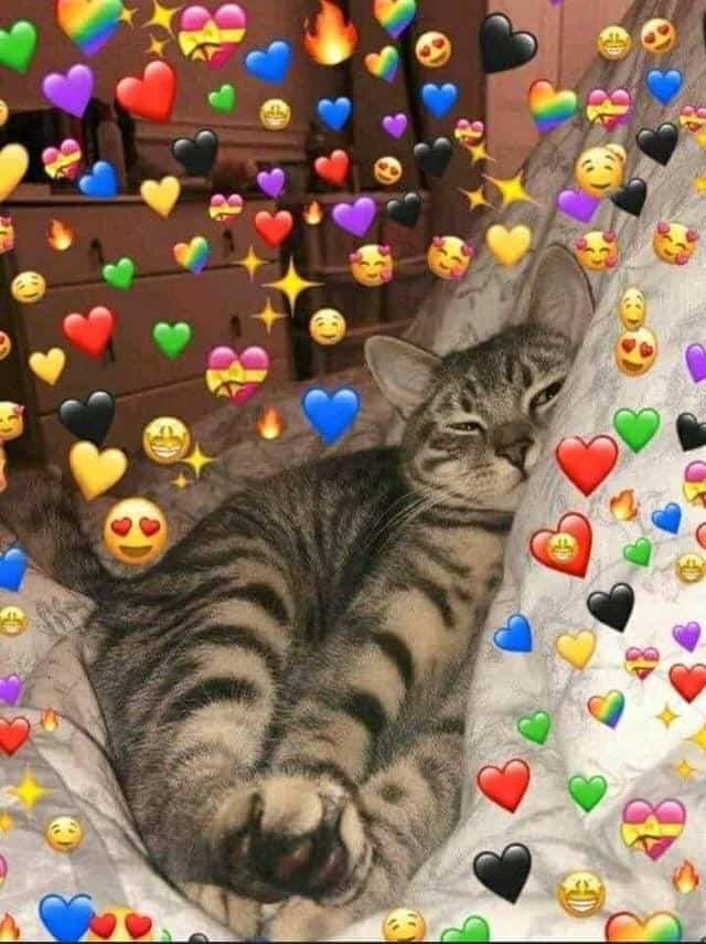 Hình Ảnh Mèo Ngủ Cute