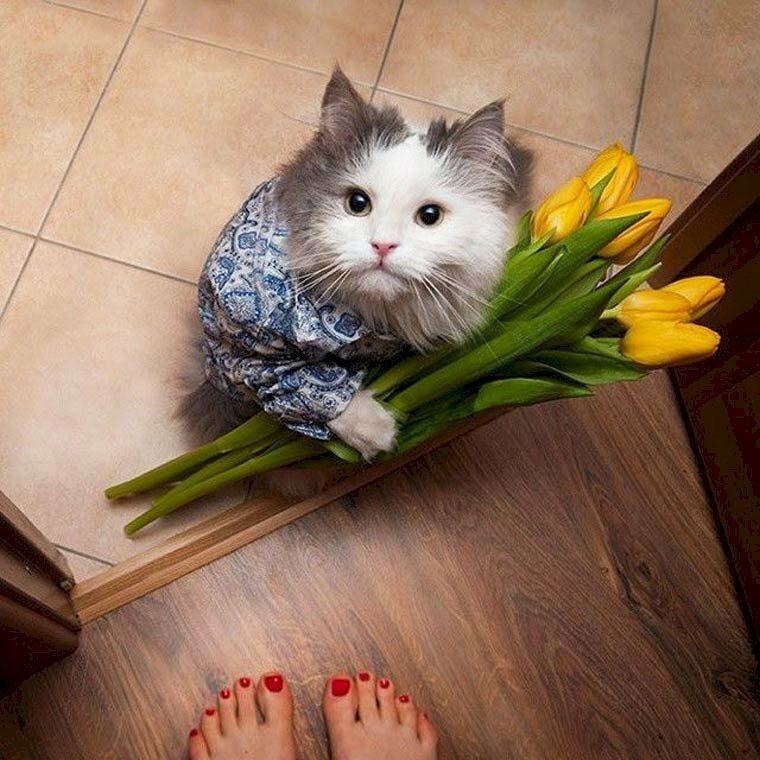 Hình Ảnh Mèo Tặng Hoa Cute