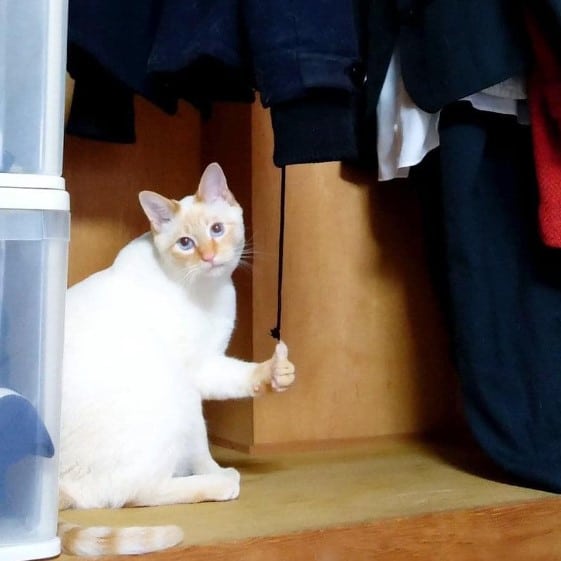 Hình Ảnh Mèo Trắng Like Đẹp
