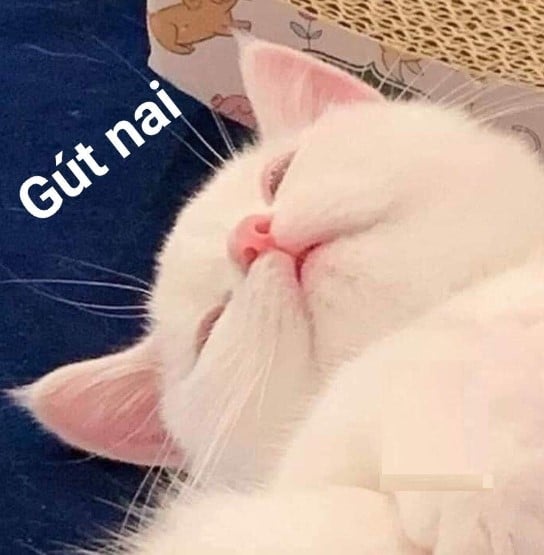 Hình Chế Mèo Chúc Ngủ Ngon