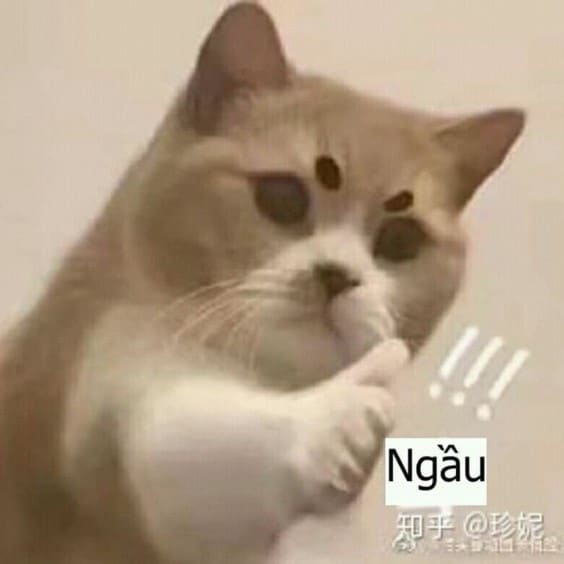 Hình Chế Mèo Like Hài Hước