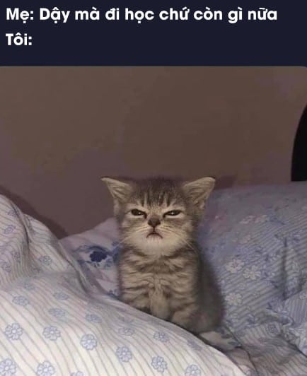 Hình Chế Mèo Mới Ngủ Dậy