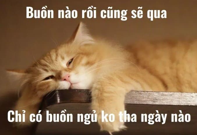 Hình Chế Mèo Ngủ Dễ Thương