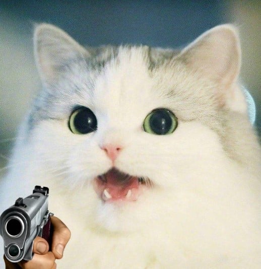 Hình Chú Mèo Cầm Súng Cute