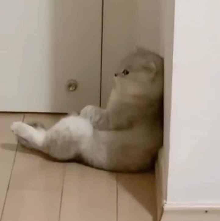 Hinh Chu Meo Doi Ca The Gioi