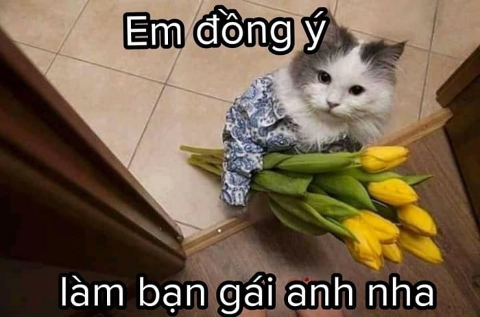Hinh Con Meo Mac Cuoi Cute