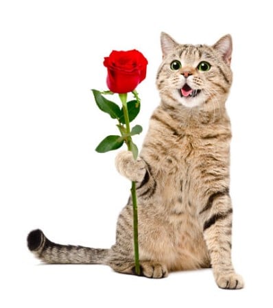 Hình Con Mèo Tặng Hoa Bá Đạo