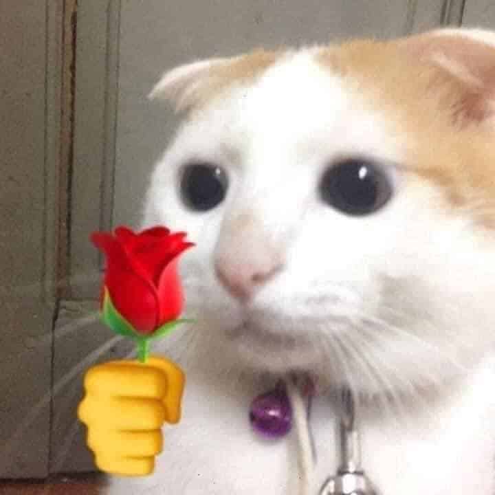 Hình Meme Mèo Tặng Hoa Hài Hước