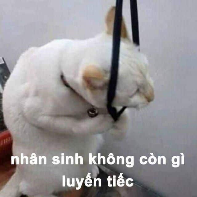 Hình Mèo Bất Lực Vui