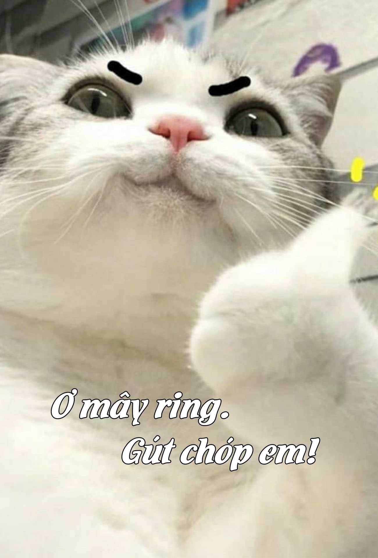 Hình Mèo Bựa Cực Cute