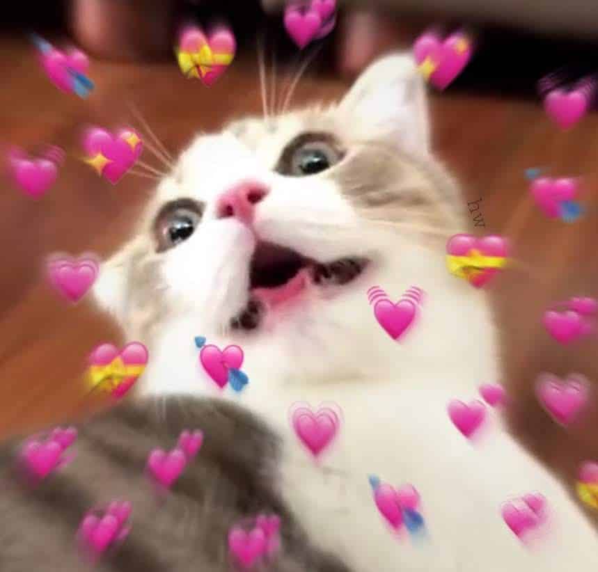 Hình Mèo Cute Trái Tim