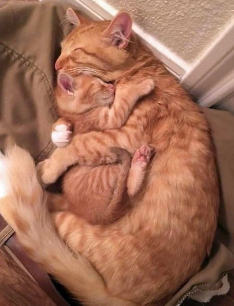 Hình Mèo Ôm Nhau Ngủ
