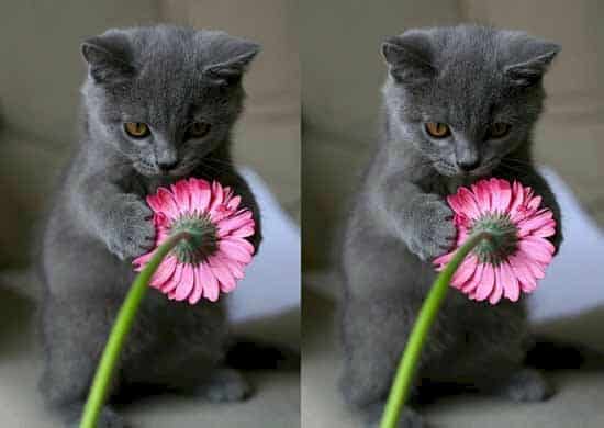 Hình Mèo Tặng Hoa Cute