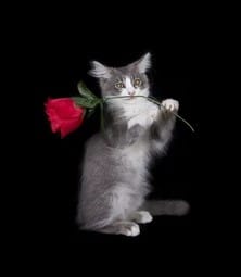 Hình Mèo Tặng Hoa Hồng Đáng Yêu